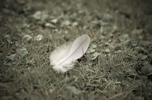 feather grass meadow