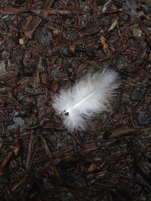 feather drop of water white
