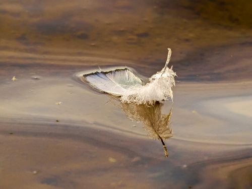 feather water nature