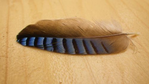 feather jay close