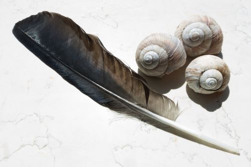 feather snail shells raven's feather