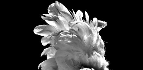 feather chicken white
