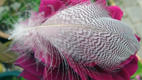 feather on rose