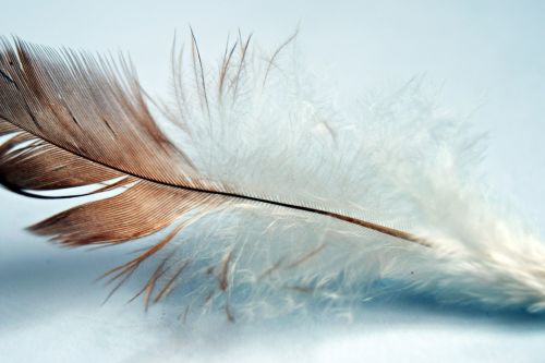 feather single bird