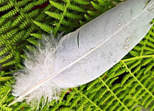 feather bird feather plumage