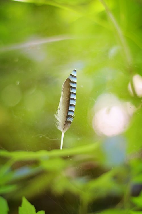 feather green macro