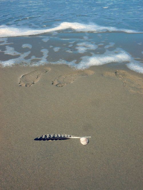 feather sand footprint