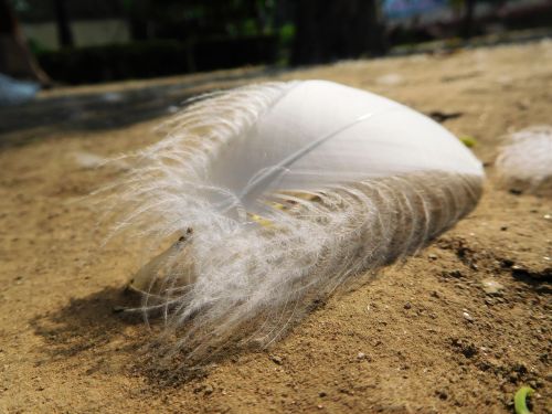 feather sand white