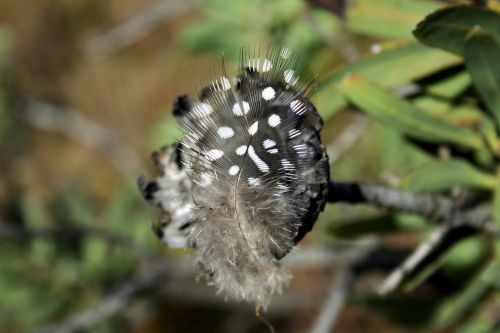 feather guinea fowl black