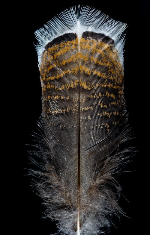 feather bird feather turkey feather