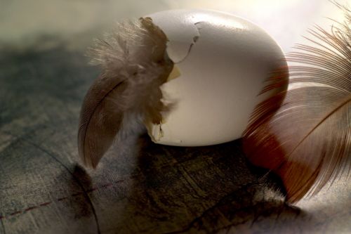 feather ease egg
