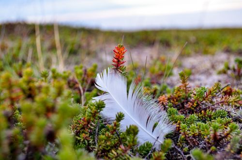 feather birds of a feather nature