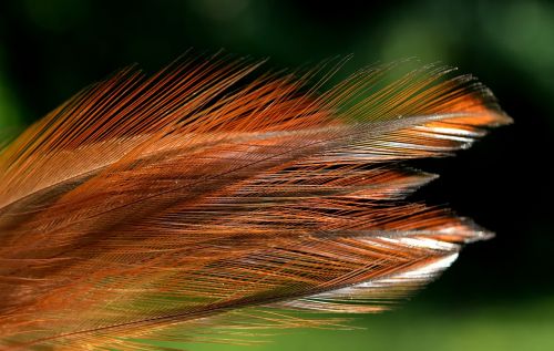 feather color plumage