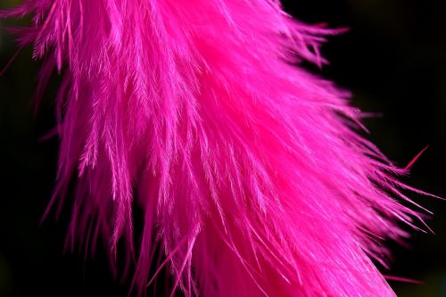 feather colored pink