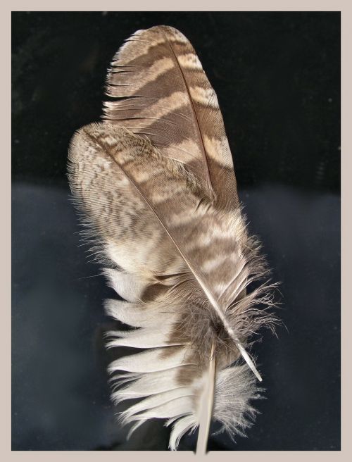 feather feathers macro