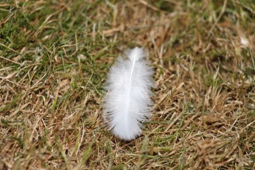 feather white bird feather