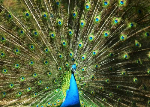 feather birds peacock