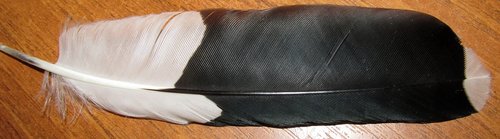 feather  magpie  bird