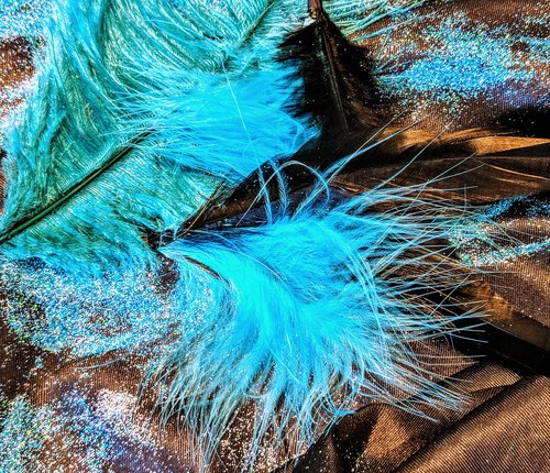 feather  nature  color