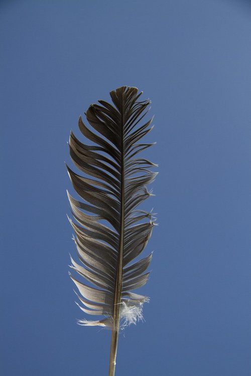 feather  bird  nature