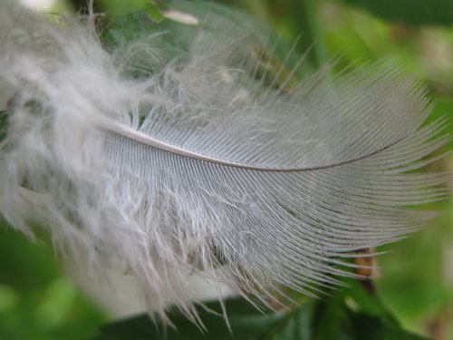 feather  down  white