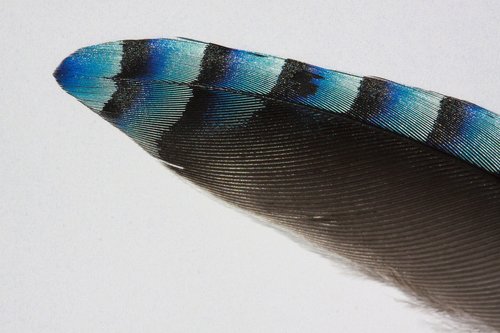 feather  jay  bird
