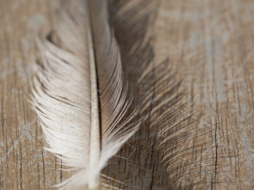 feather  background  wood