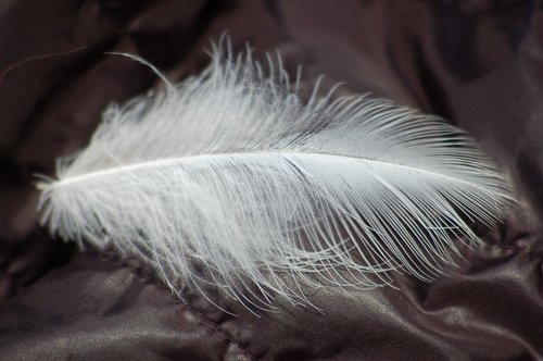 feather  soft  light