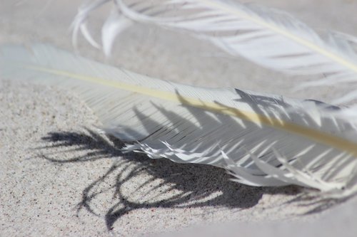 feather  sand  beach