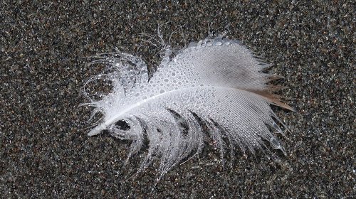 feather  beach  drops