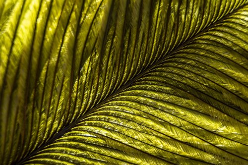 feather  macro  bird