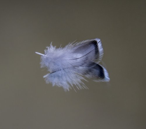 feather  budgie  bird