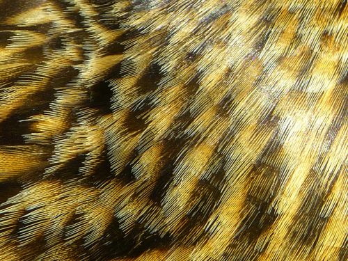 feather plumage brown