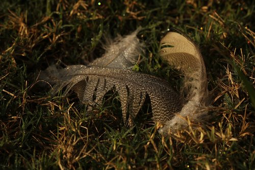 feather  goose  grass