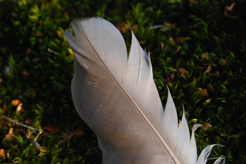 feather  bird  sweden