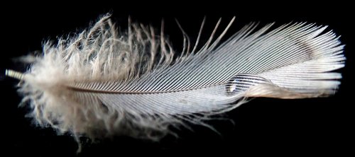 feather  plumage  bird