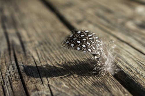 feather  bird  plumage