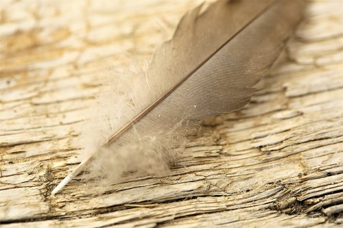 feather  wood  nature