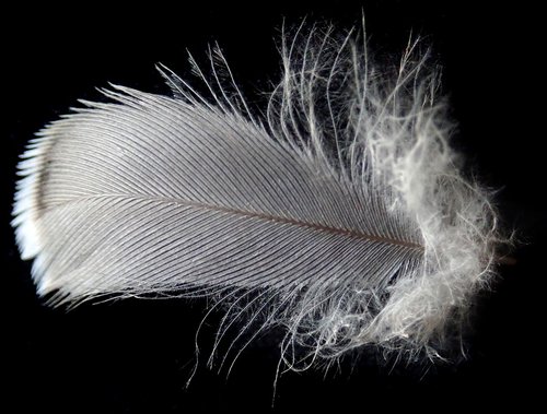 feather  bird  plumage