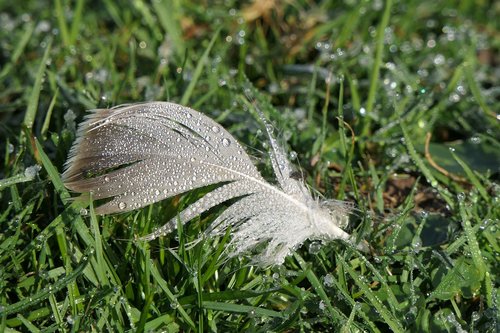 feather  wet  morgentau