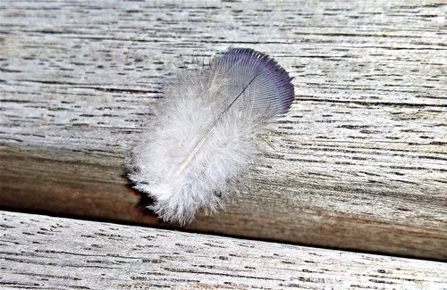 feather  down  bird feather