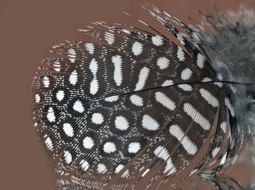 feather  guinea-fowl  spotted