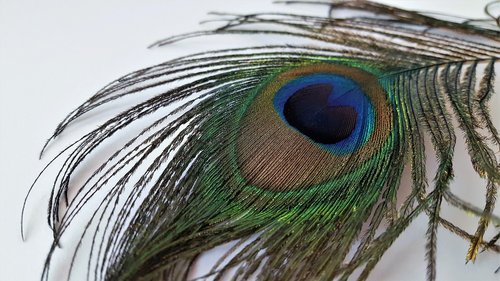 feather  feathers  peacock