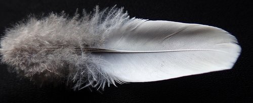 feather  white  plumage