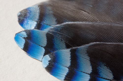 feather jay garrulus glandarius