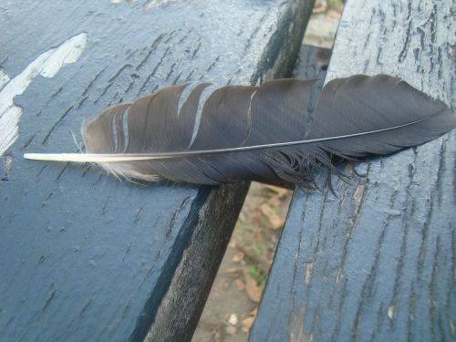 feather bench wing