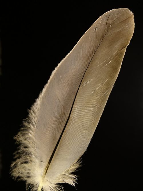 feather bird feather animal springs