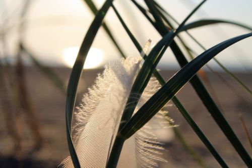 feather grass sea