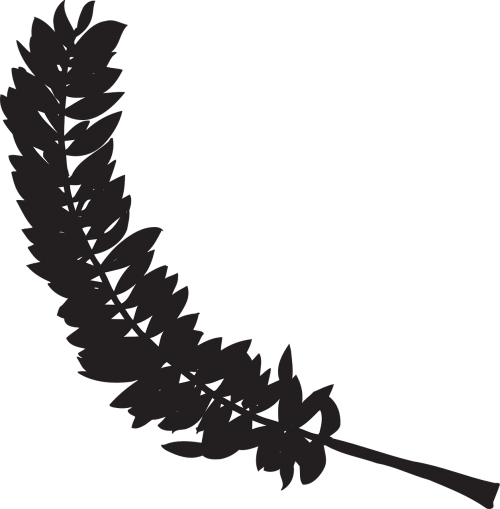 feather black bird