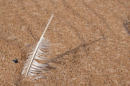 feather beach sea